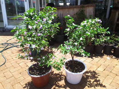 Yesterday Today  Tommorow Plant