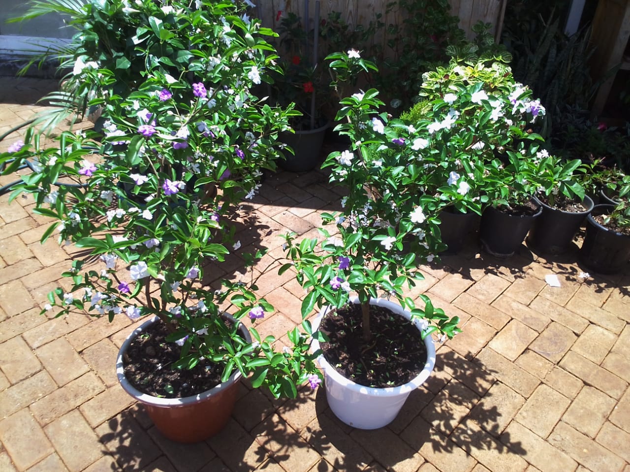 Yesterday Today  Tommorow Plant