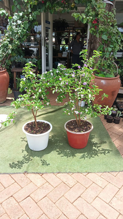 Yesterday Today  Tommorow Plant