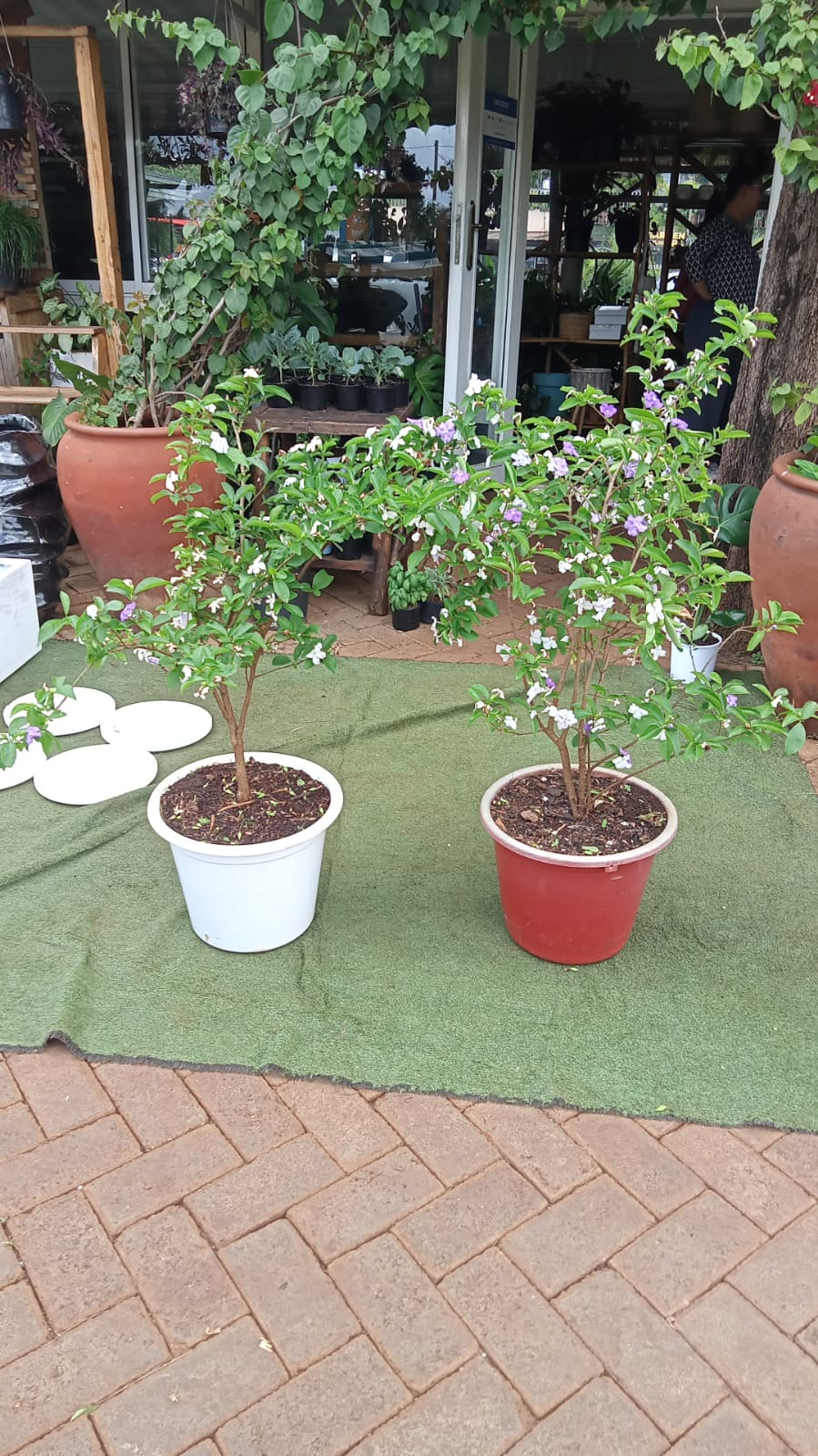 Yesterday Today  Tommorow Plant