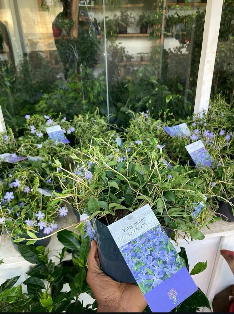 Vinca Josephine Manor