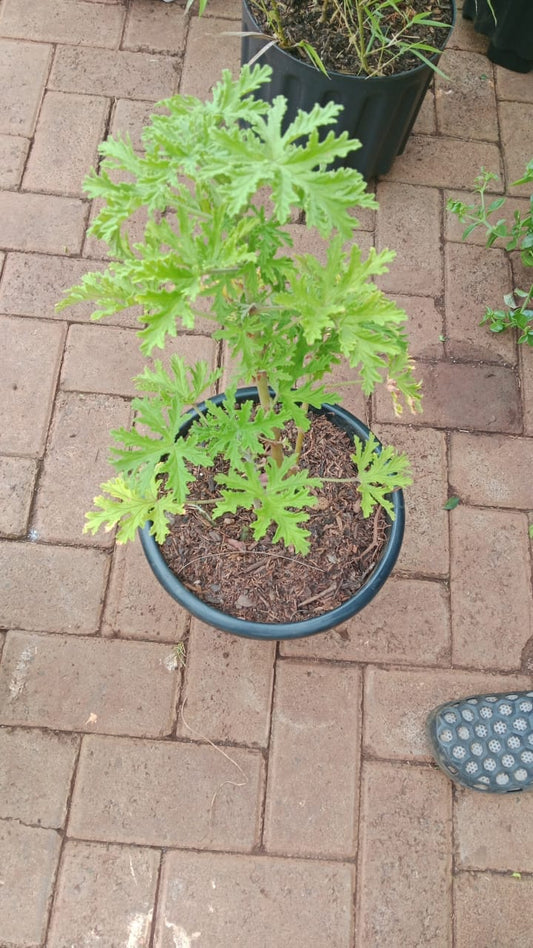 Citronella