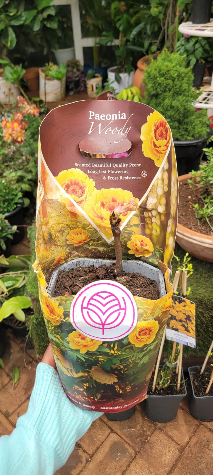 Grafted Tree Peony