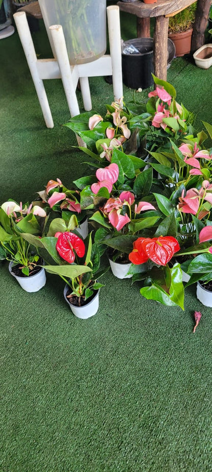 Miniature  Anthurium