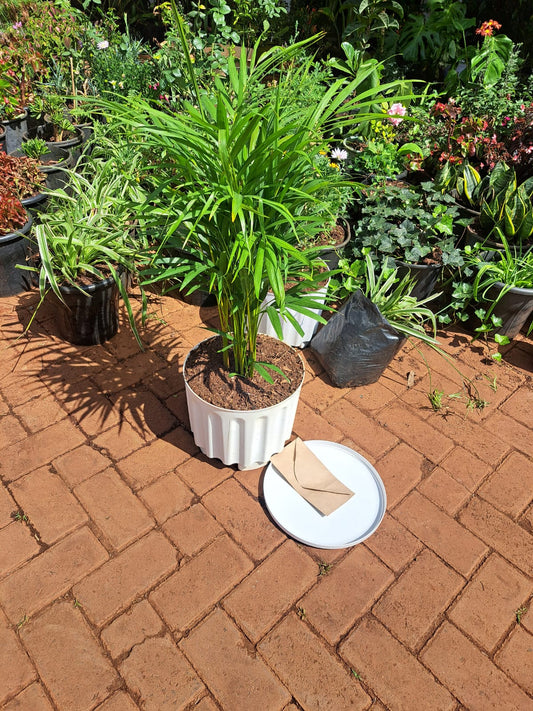 Kentia Palm