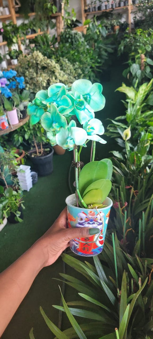Macaron Phaelenopsis