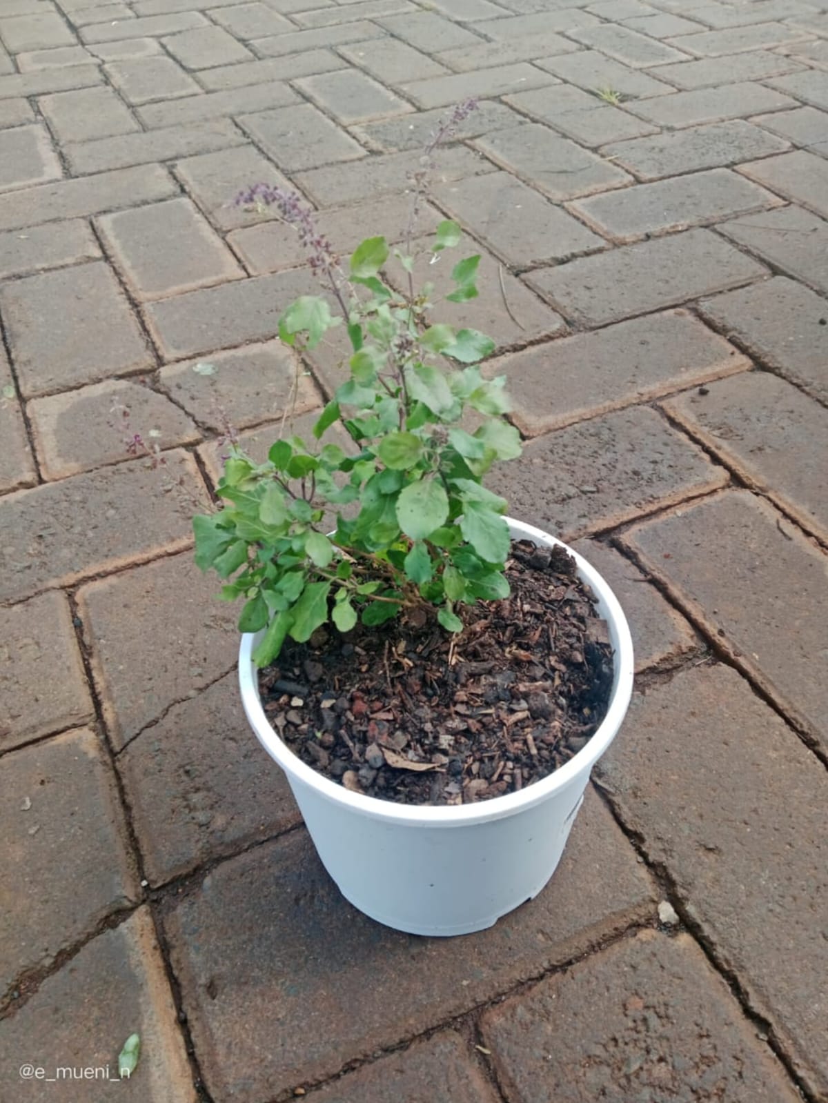 HOLY BASIL - Tulsi