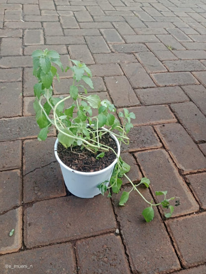 HOLY BASIL - Tulsi