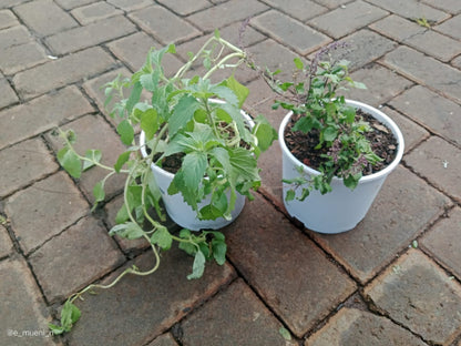 HOLY BASIL - Tulsi