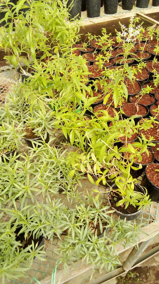 Lemon Verbana