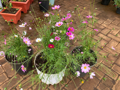 Cosmos
