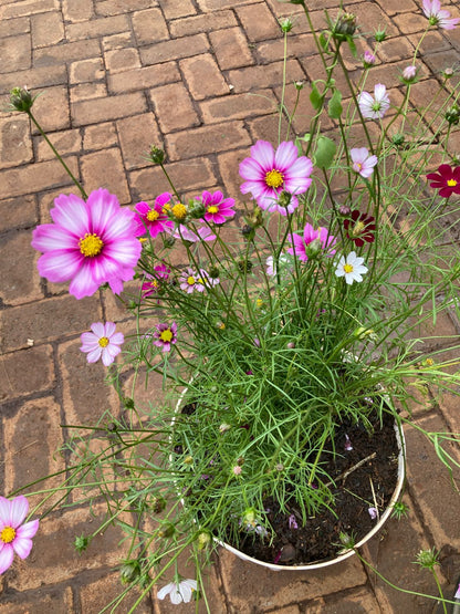 Cosmos