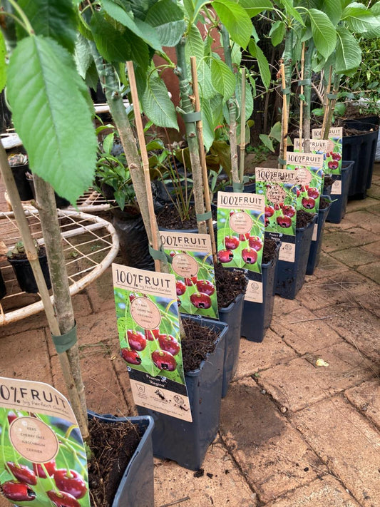 Prunus Regina