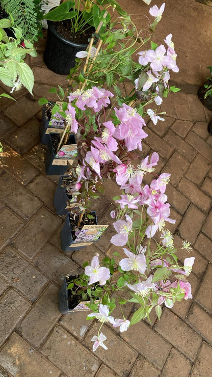 Clematis Montana
