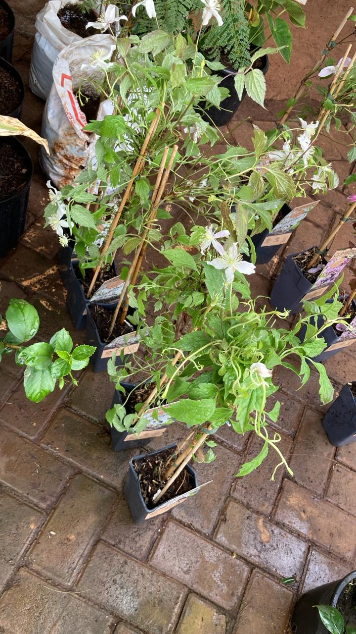 Clematis Montana