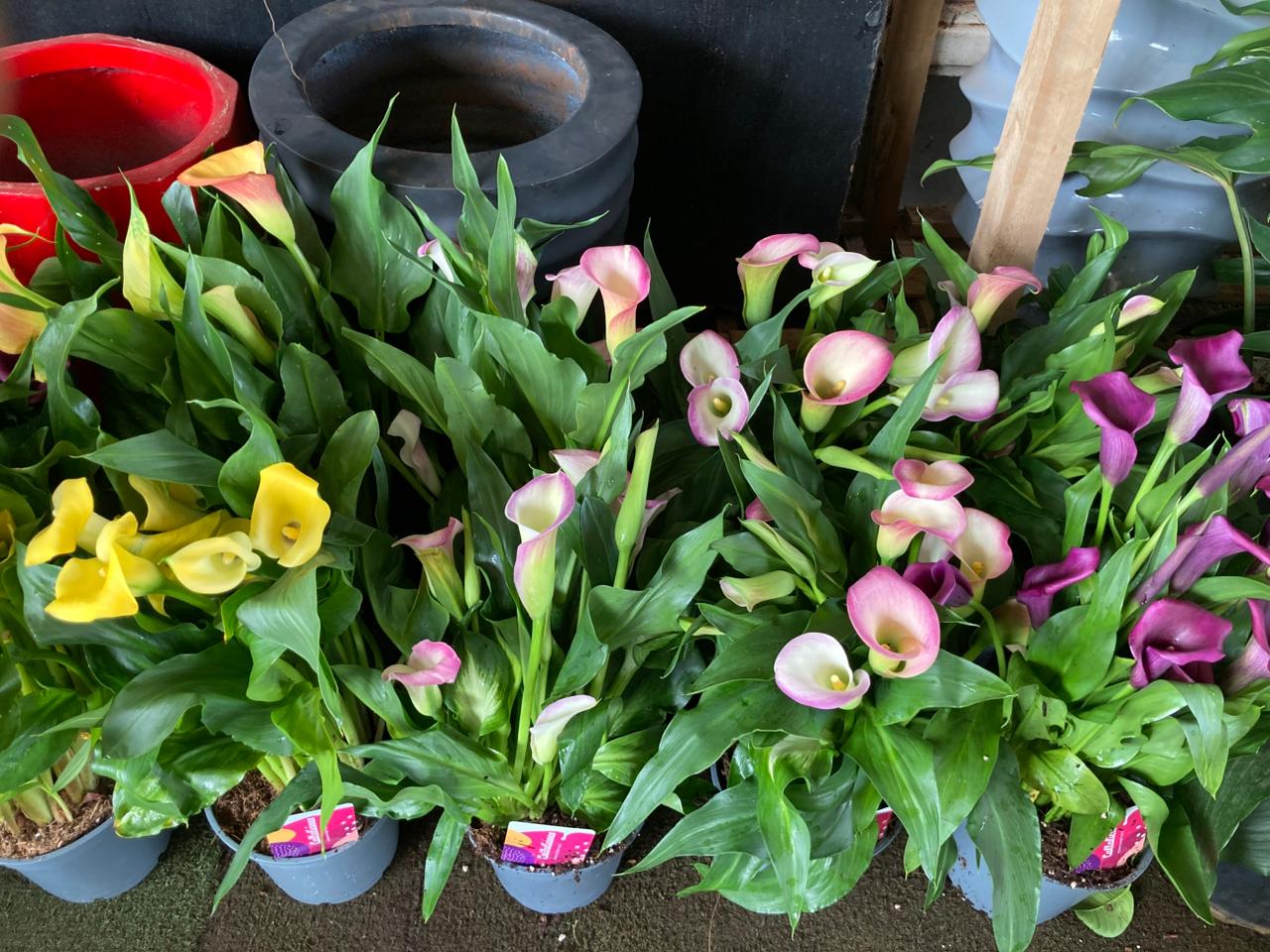 Premium Calla Lilies (Zantedeschia)