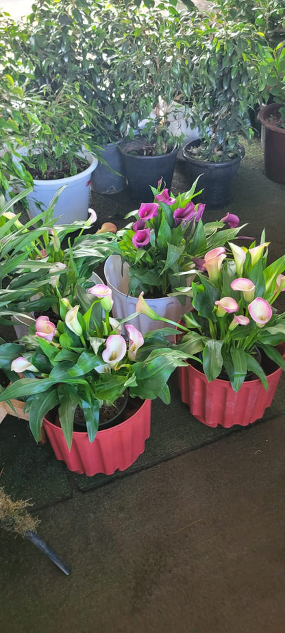 Premium Calla Lilies (Zantedeschia)