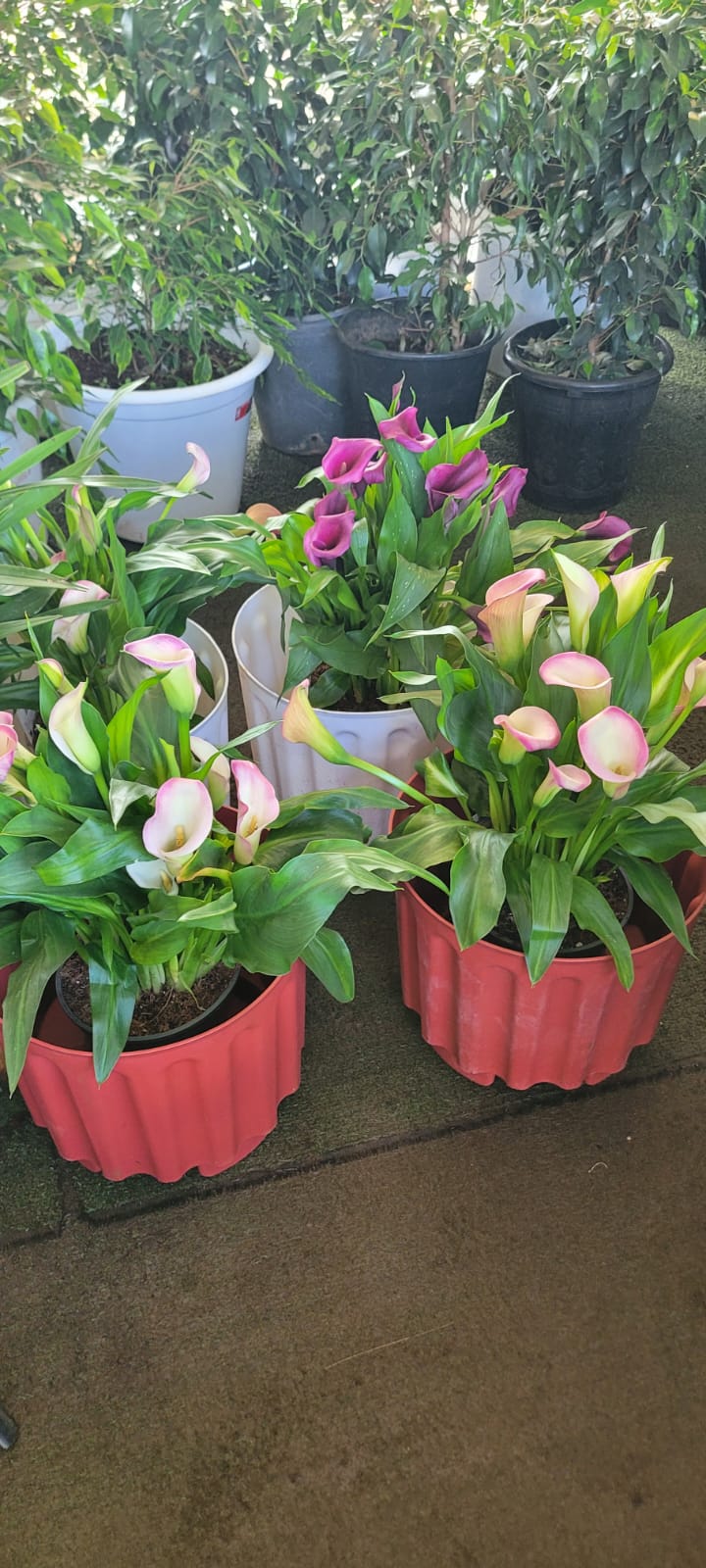 Premium Calla Lilies (Zantedeschia)
