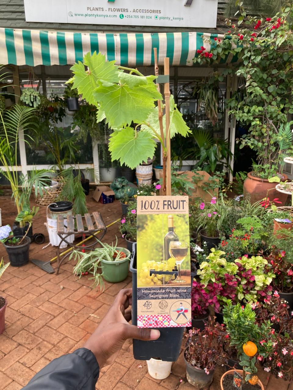 Premium Sauvignon Blanc Wine Grape Vine (Vitis vinifera 'Sauvignon Blanc')