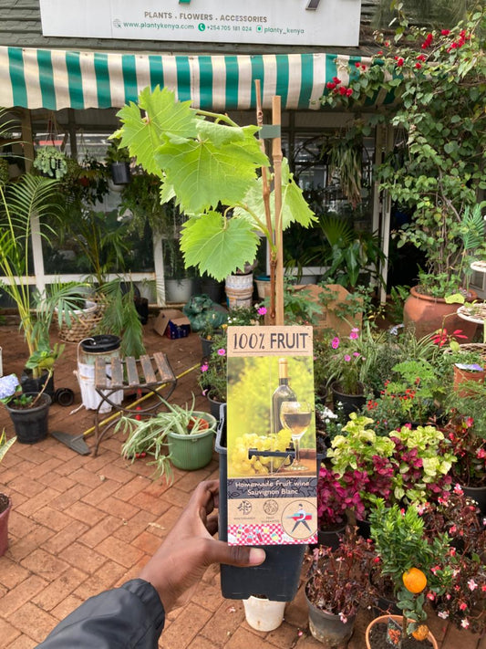 Premium Sauvignon Blanc Wine Grape Vine (Vitis vinifera 'Sauvignon Blanc')