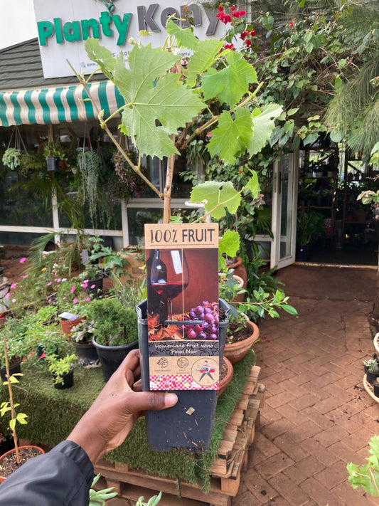 Premium Pinot Noir Wine Grape Vine (Vitis vinifera 'Pinot Noir')