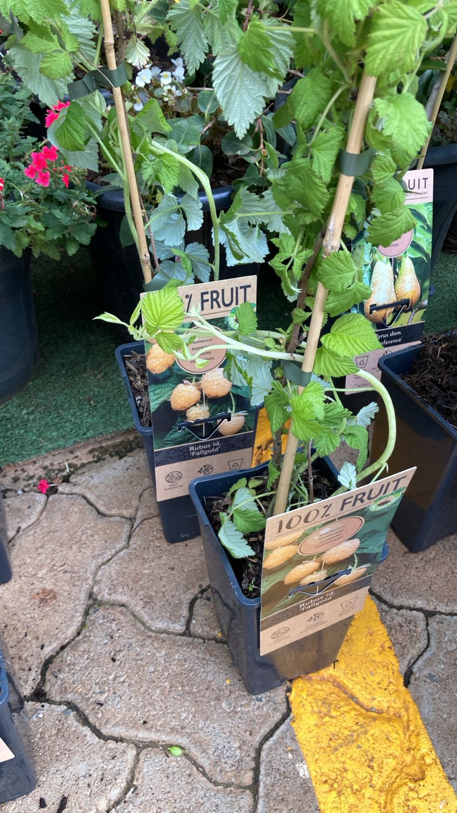 Premium Yellow Raspberry (Rubus idaeus)