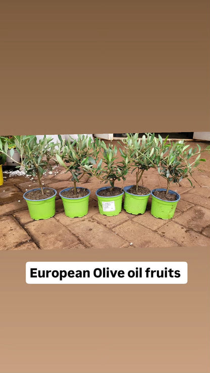 Europea Olive tree (small)