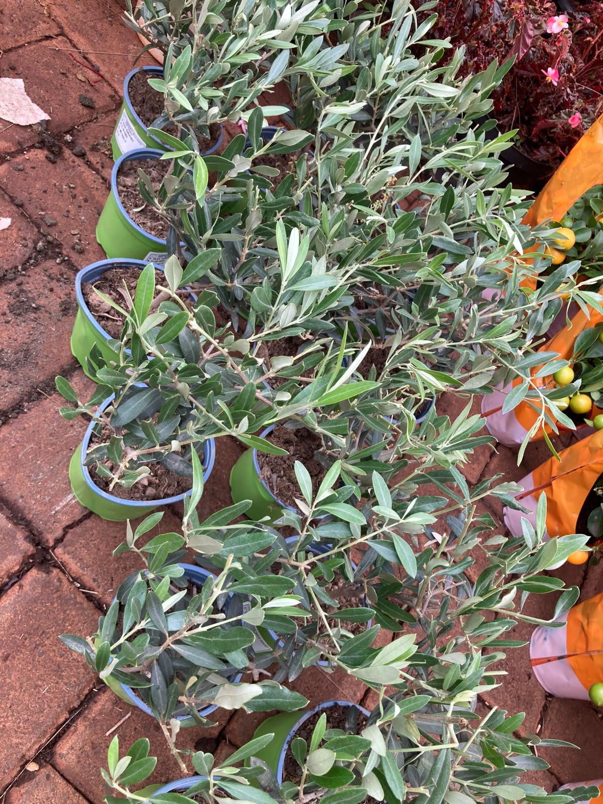 Europea Olive tree (small)