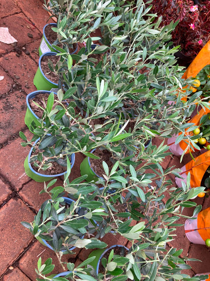 Europea Olive tree (small)