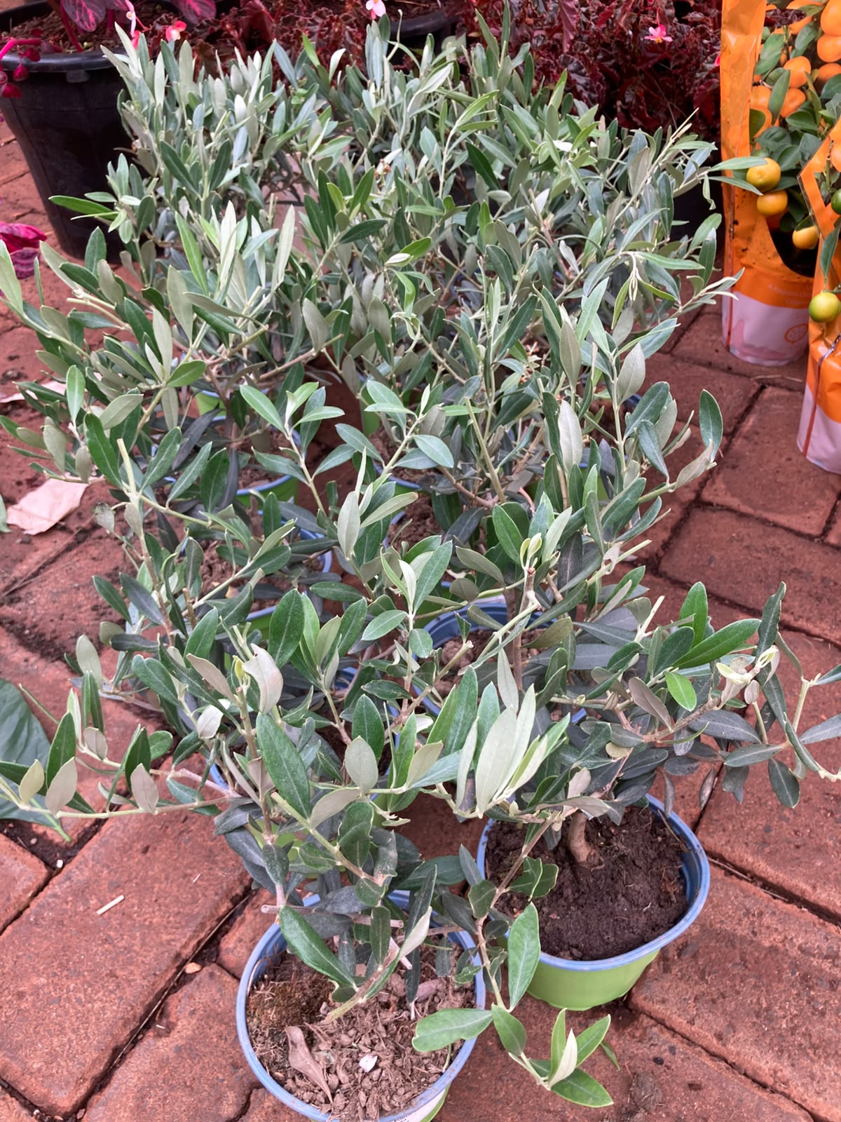 Europea Olive tree (small)