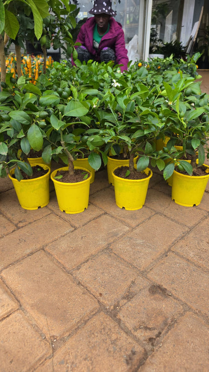 Miniature Citrus  Lemon