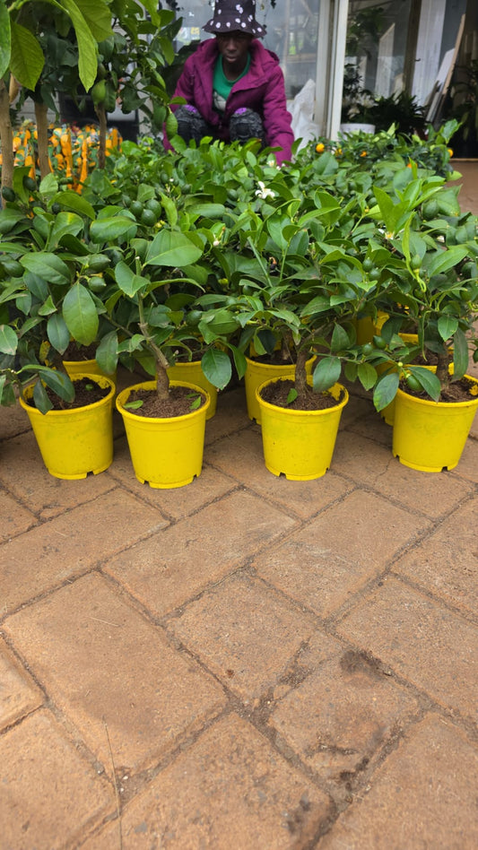 Miniature Citrus  Lemon
