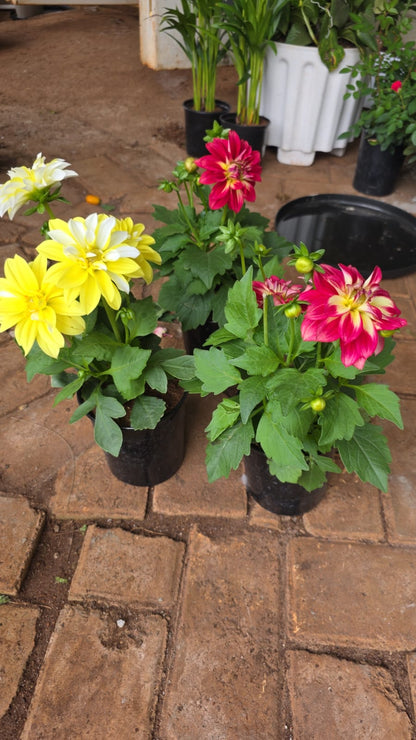 Dahlia