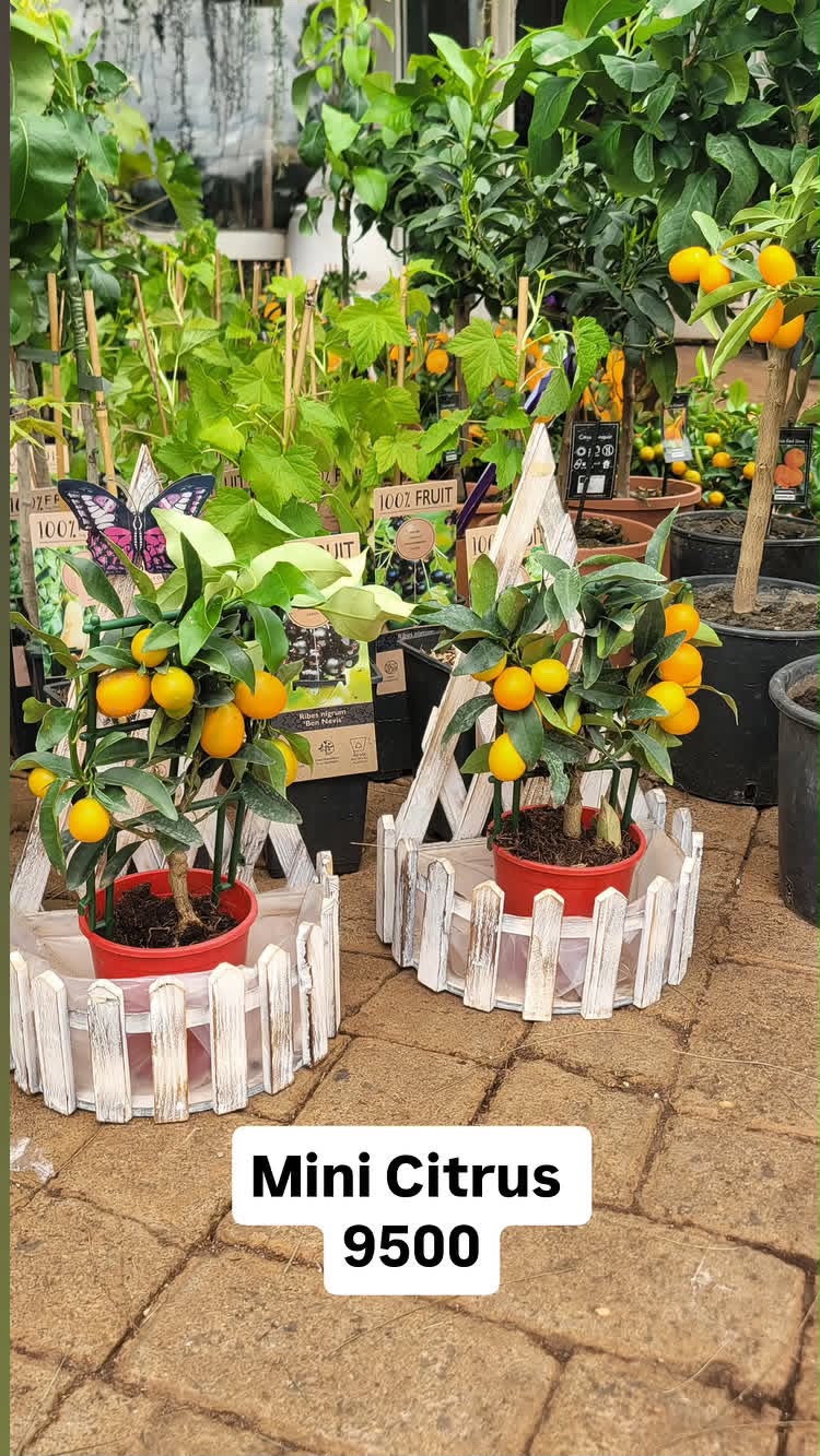 Miniature Citrus Kumquat
