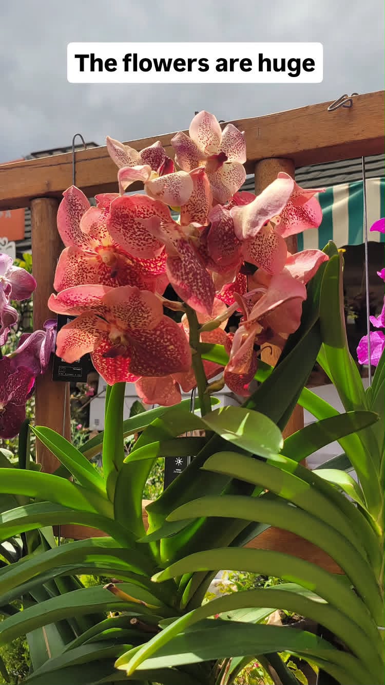 Vanda Orchid