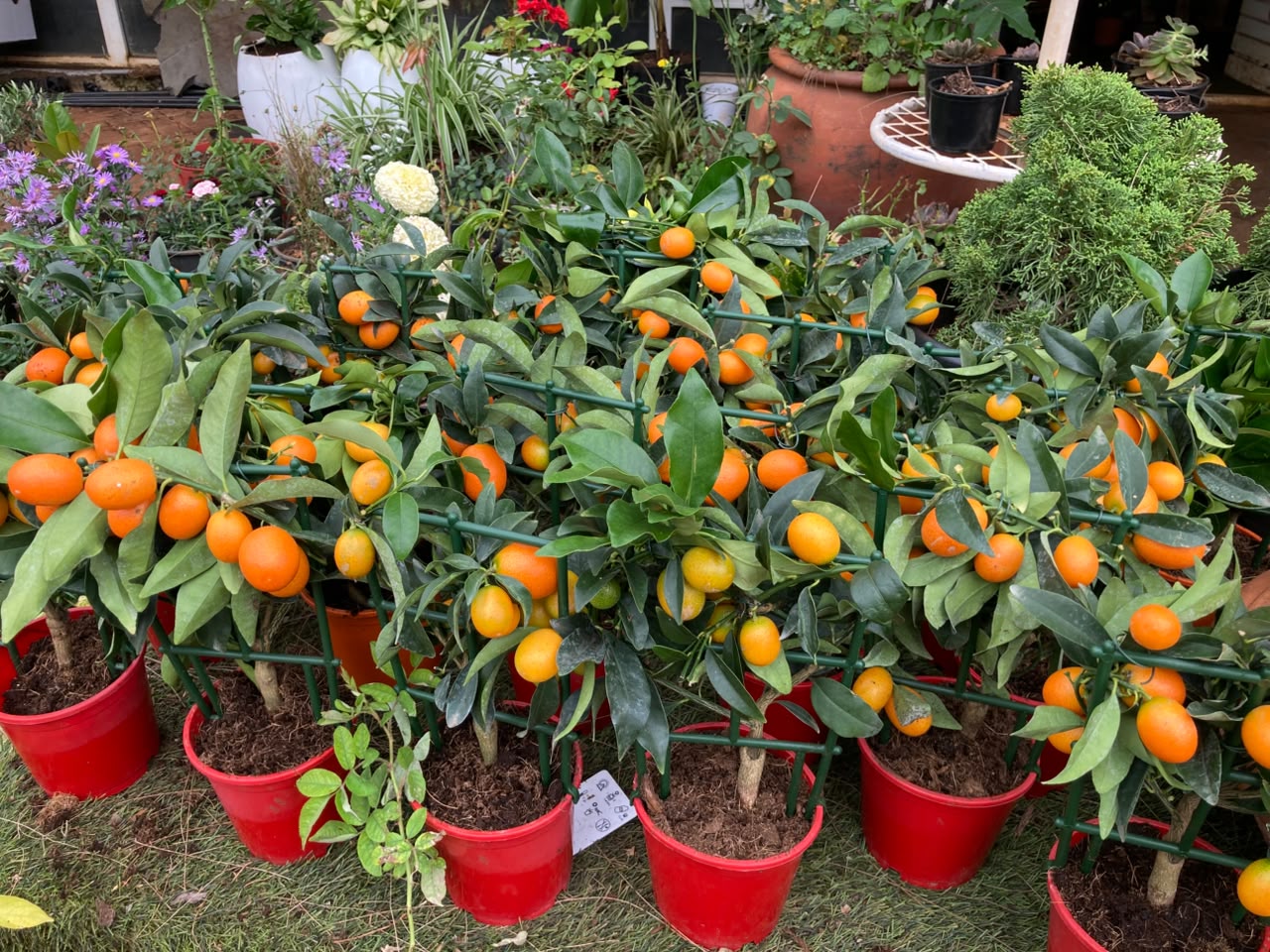Miniature Citrus Kumquat