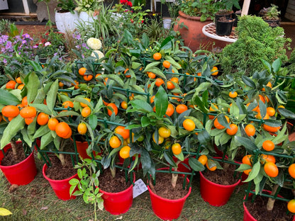Miniature Citrus Kumquat