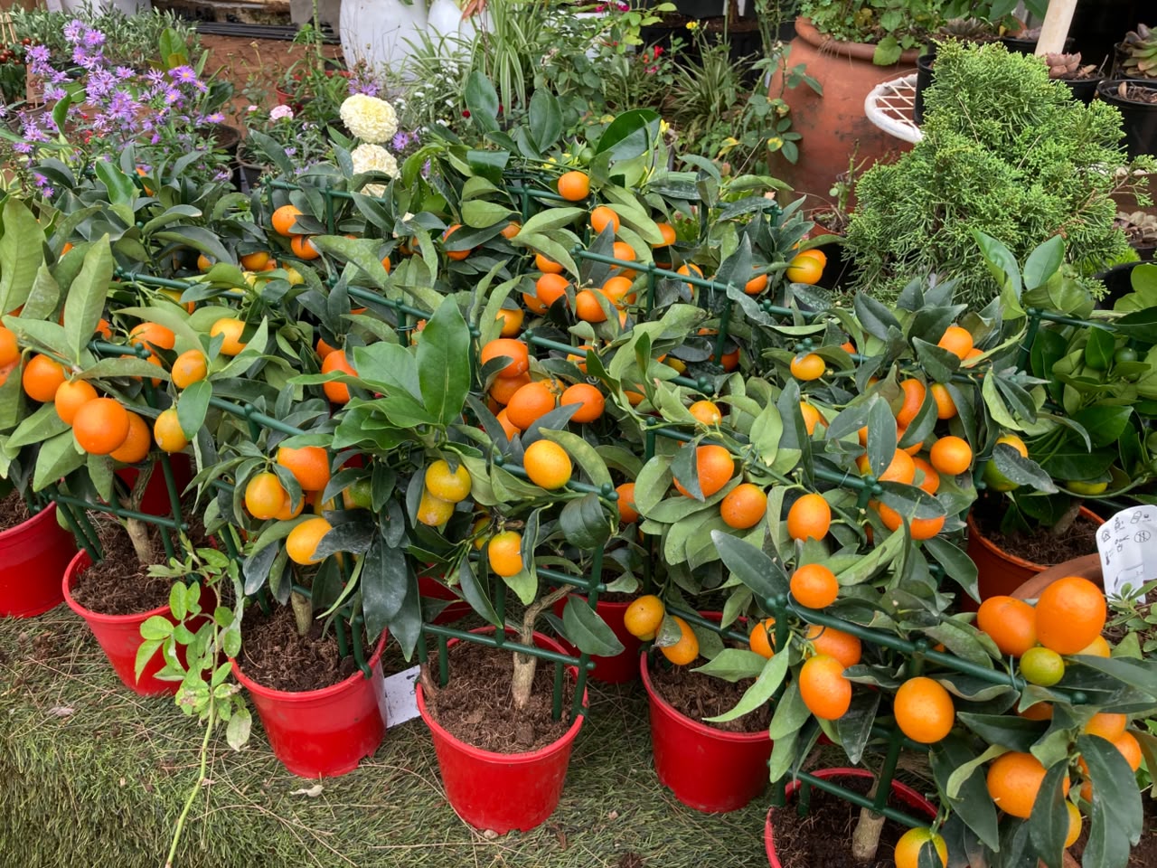 Miniature Citrus Kumquat