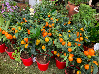Miniature Citrus Kumquat
