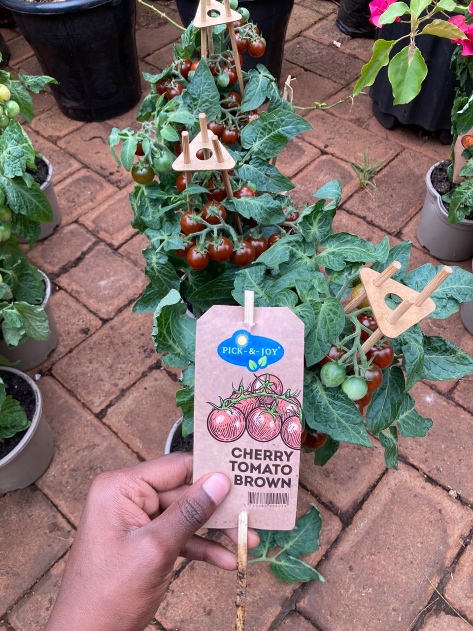Cherry Tomato