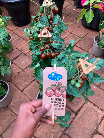 Cherry Tomato