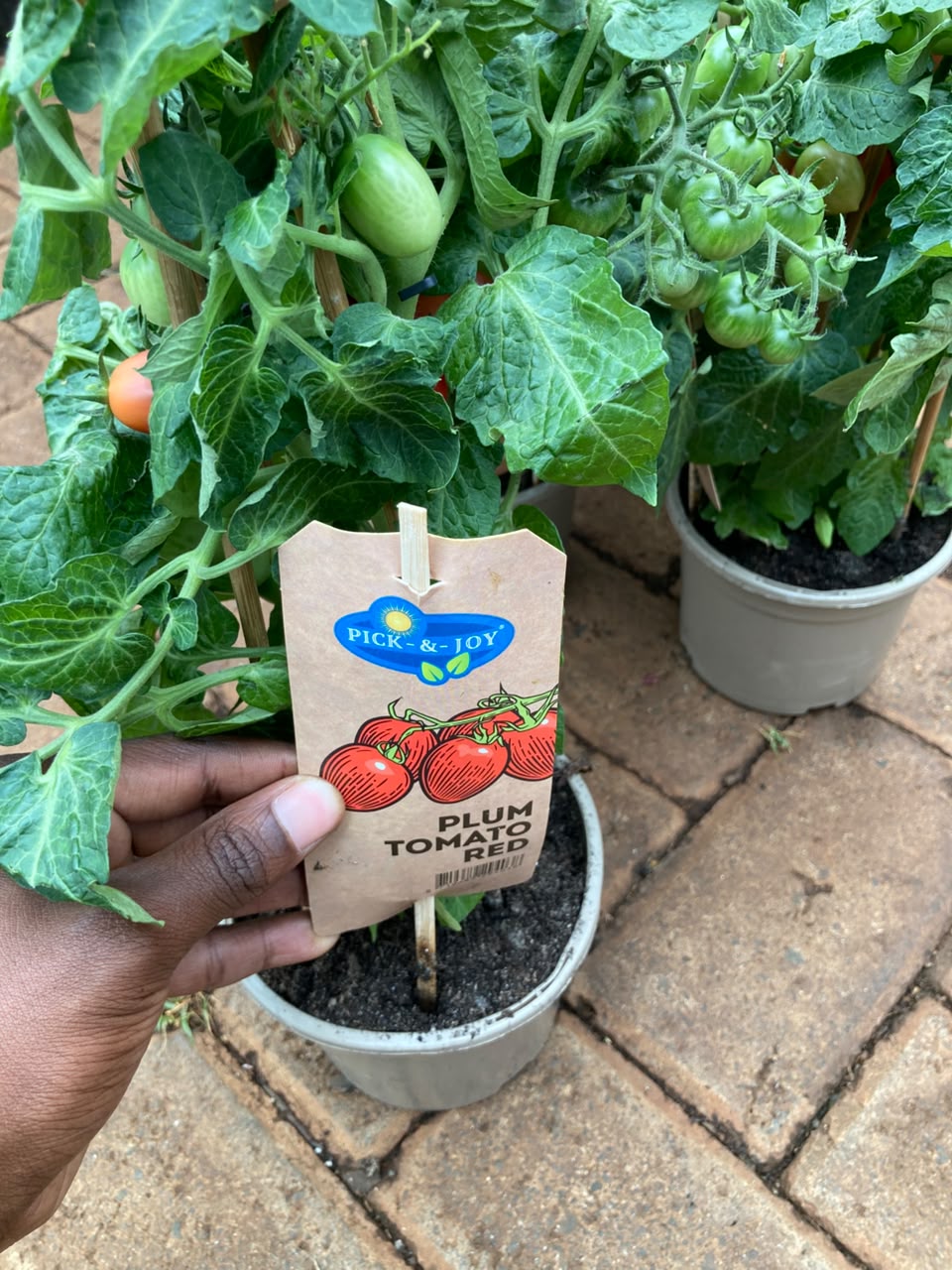 Cherry Tomato