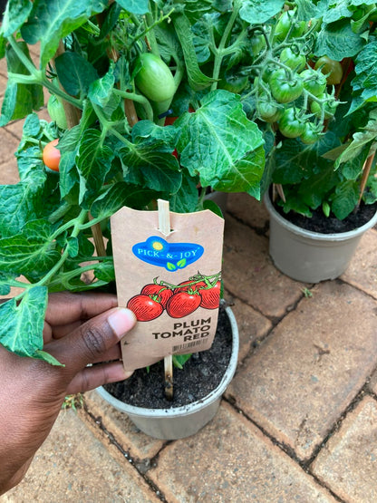 Cherry Tomato