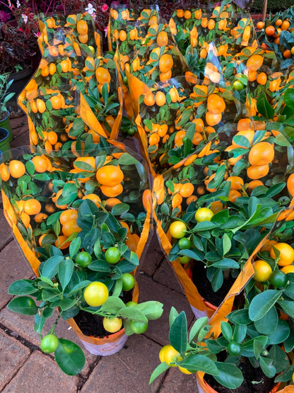 Miniature Citrus Orange
