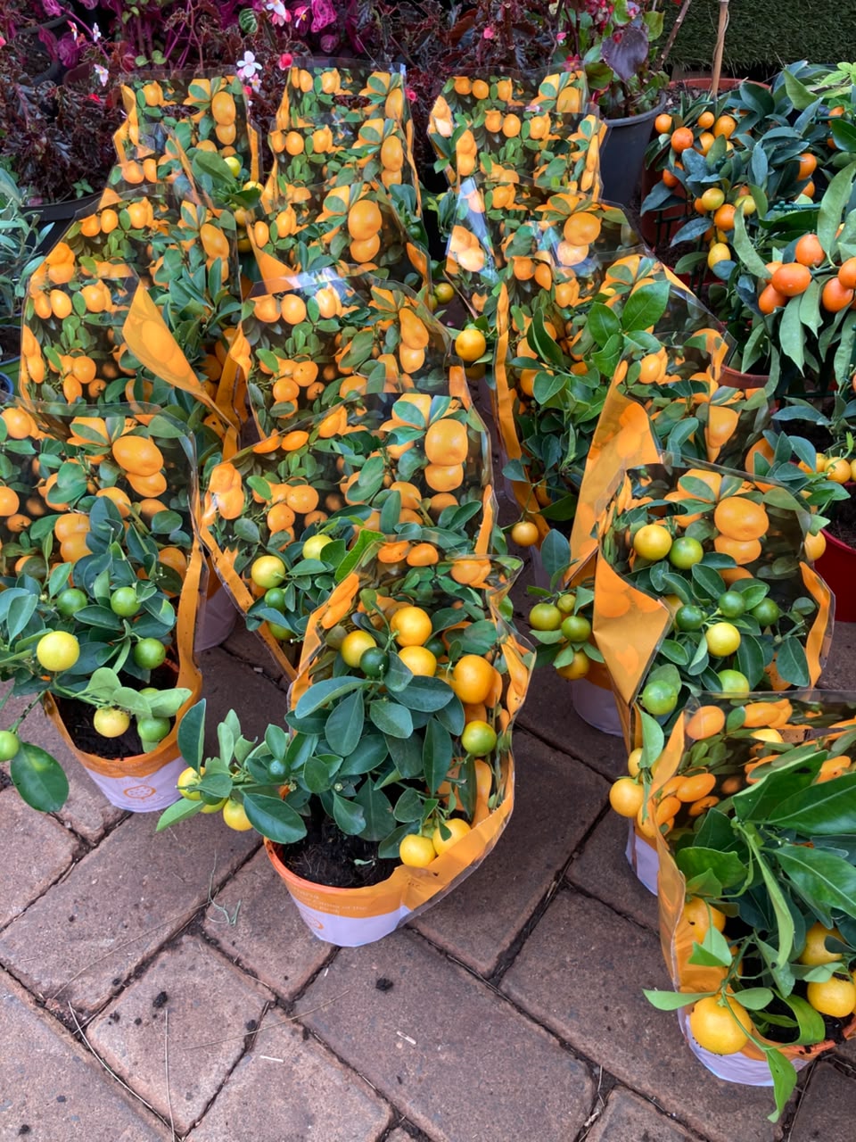Miniature Citrus Orange