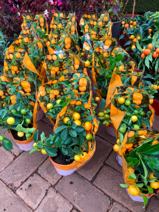 Miniature Citrus Orange