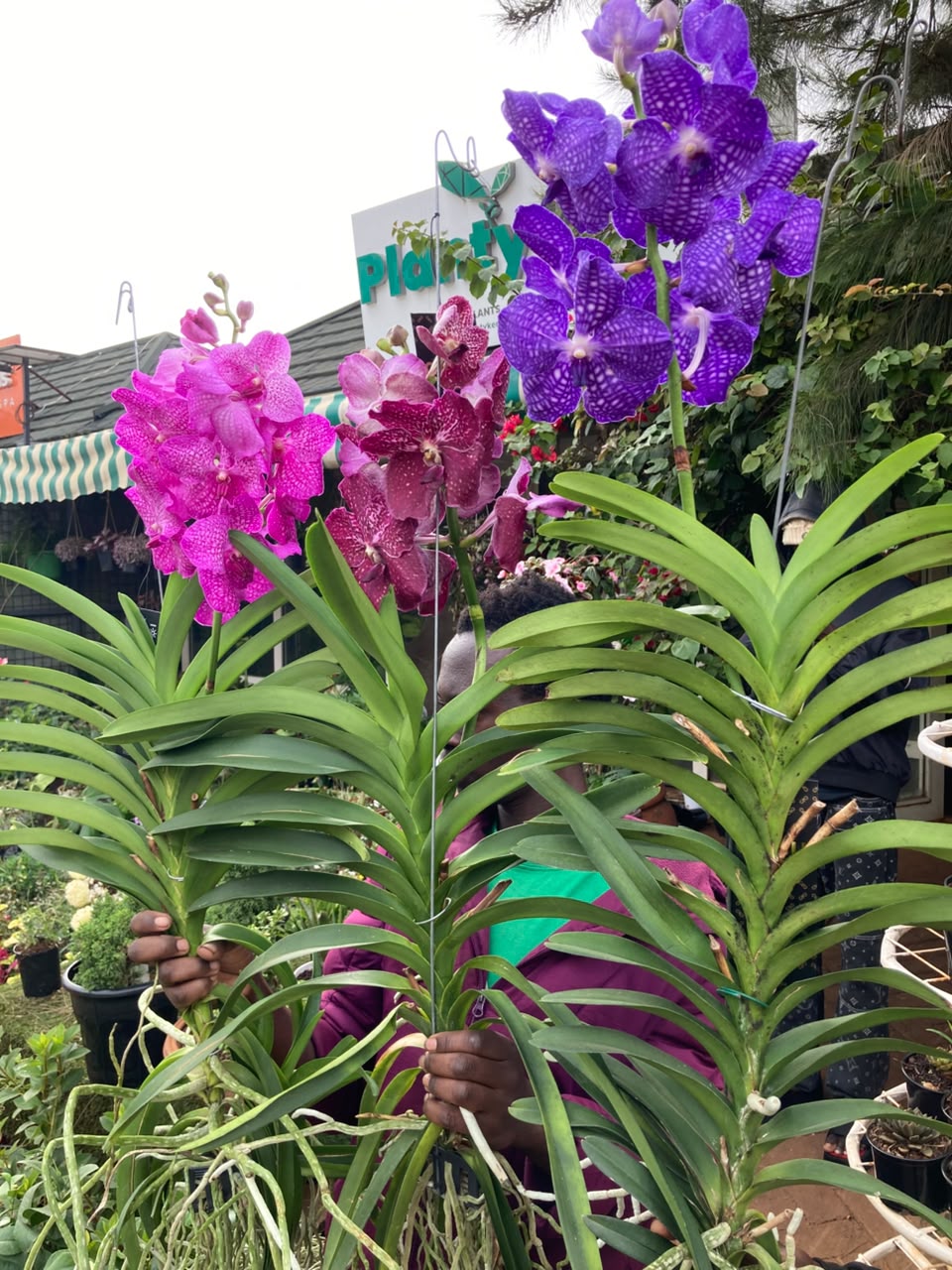 Vanda Orchid