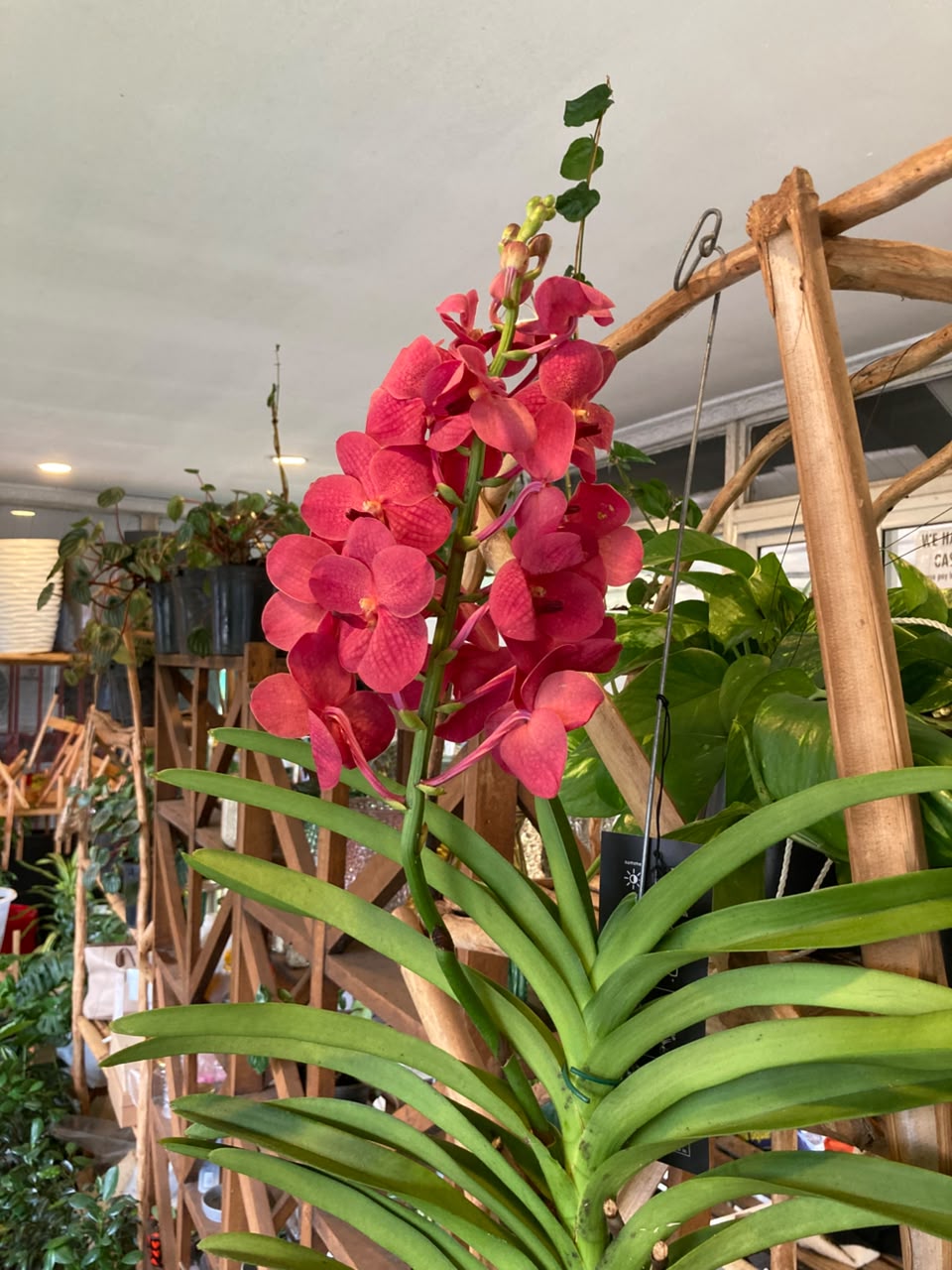 Vanda Orchid