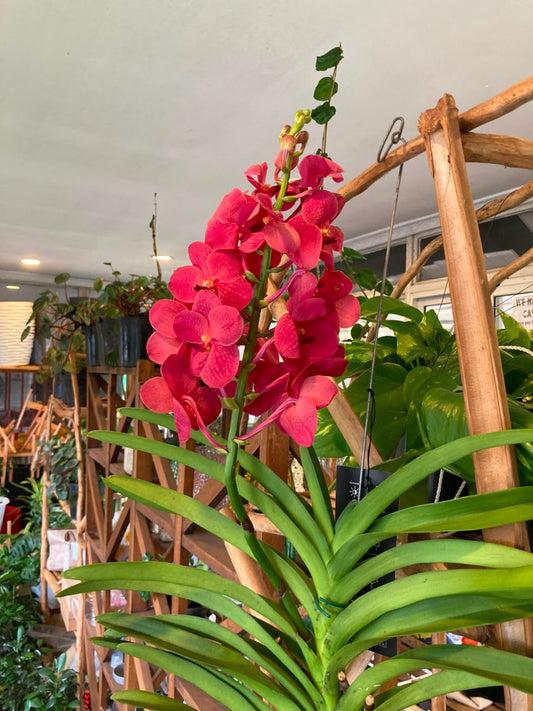 Vanda Orchid