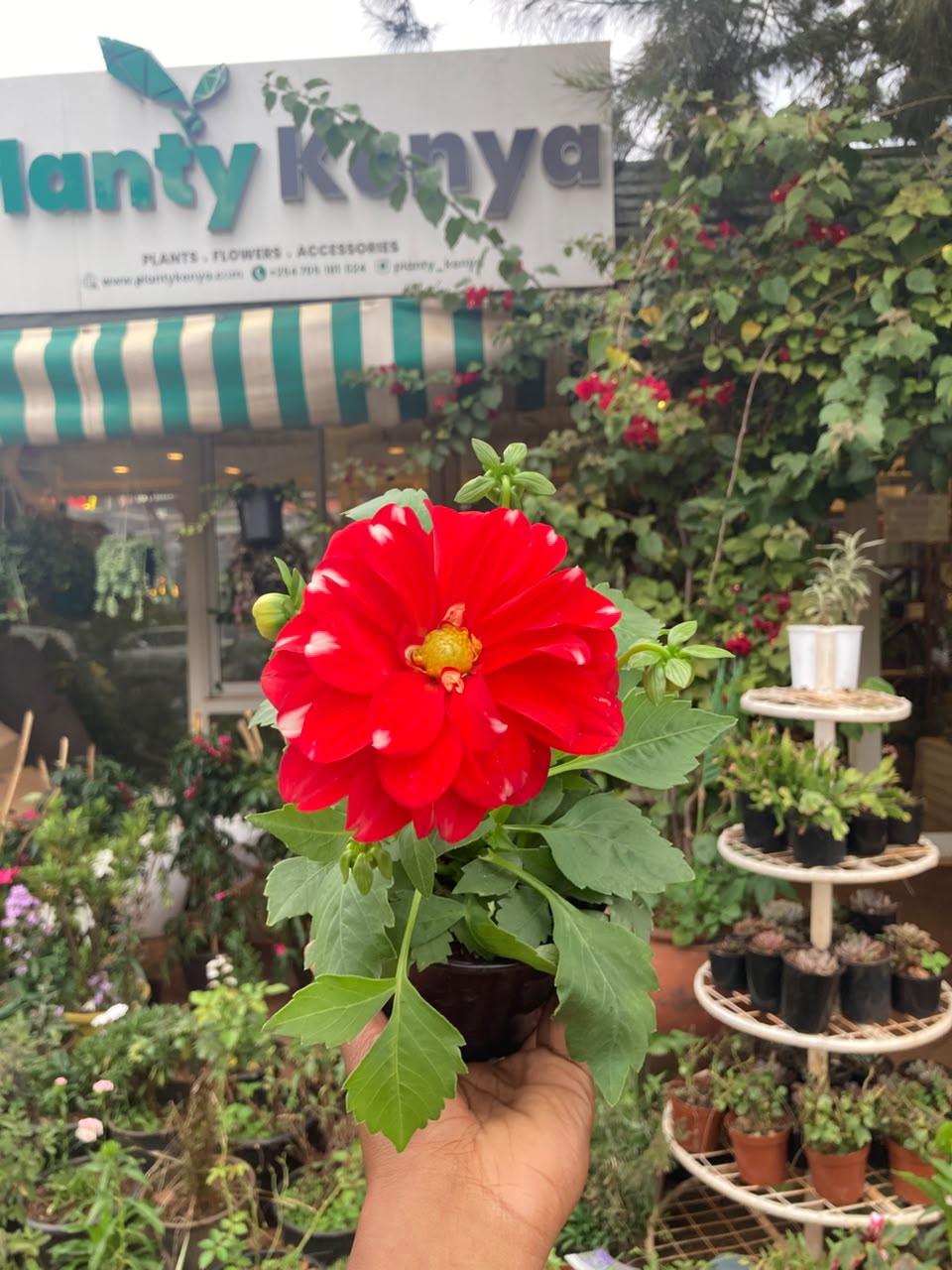 Dahlia